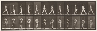 Plaka 2. Yürüyüş, 1872-1885 by Eadweard Muybridge