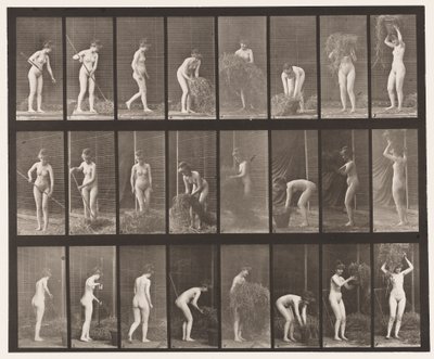 Plaka 499. Saman Tırmığı ve Paketleme, 1872-1885 by Eadweard Muybridge