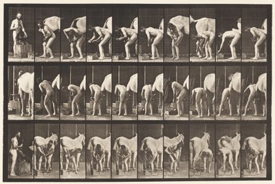 Plaka 508. Atı Pabuçlamak by Eadweard Muybridge