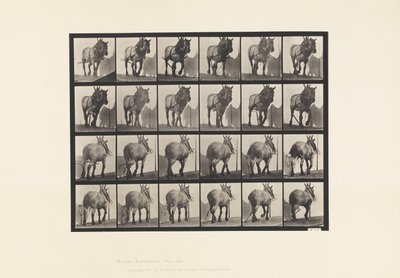 Plaka 564.Çekme; Kırık Kütük Zinciri;Koyu Gri Belçika Atı Dusel by Eadweard Muybridge