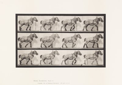 Plaka 565.Çekme;Koyu Gri Belçikalı At Dusel by Eadweard Muybridge