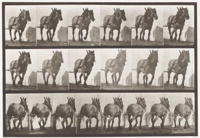 Plaka 566.Taşıma;Koyu Gri Belçikalı Horse Dusel, 1885 by Eadweard Muybridge