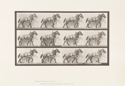 Plaka 567.Çekme;Koyu Gri Belçika Atı Billy, 1885 by Eadweard Muybridge