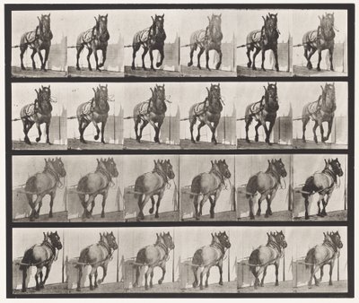 Plaka 568. Çekme;Koyu Gri Belçika Atı Billy by Eadweard Muybridge