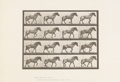 Plaka 569.Çekme;Koyu Gri Belçika Atı Hansel, 1885 by Eadweard Muybridge