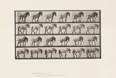 Plaka 570.Taşıma;Koyu Gri Belçika Atı Hansel, 1885 by Eadweard Muybridge