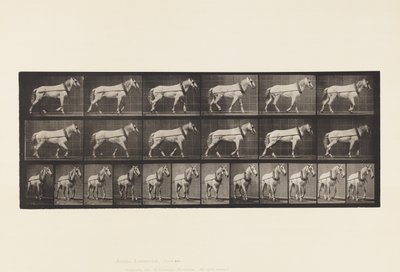 Plaka 571.Taşıma;Açık Gri Mare Johnson, 1885 by Eadweard Muybridge