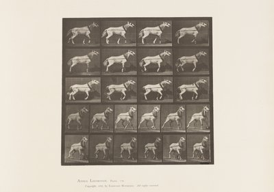 Plaka 572.Çekme; Kafa Çekiliyor; Açık Gri Kısrak, 1885 by Eadweard Muybridge