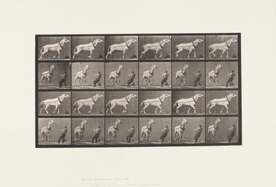 Plaka 573. Çekme; Kafasını Çeken Adam; Açık Gri Kısrak, 1885 by Eadweard Muybridge