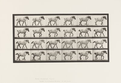 Plaka 574. Yürüyüş; Özgür; Koyu Gri Belçika Atı Hansel, 1885 by Eadweard Muybridge