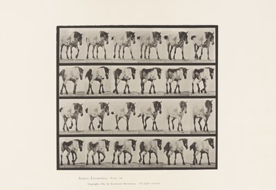 Plaka 575. Yürüyüş; Özgür; Koyu Gri Belçika Atı Hansel, 1885 by Eadweard Muybridge