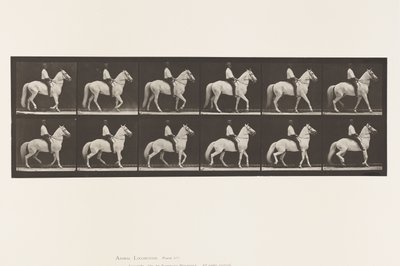 Plaka 577. Yürüyüş; Sele; Düzensiz; Beyaz At Clinton, 1885 by Eadweard Muybridge