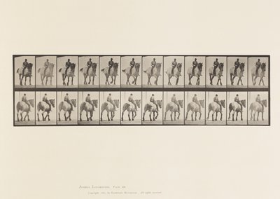 Plaka 578. Yürüyüş; Çıplak Sırt; Koyu Gri Belçika Atı Dusel by Eadweard Muybridge