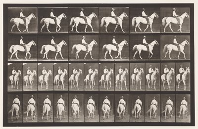 Plaka 579. Yürüyüş; Sele; Beyaz At Elberon, 1885 by Eadweard Muybridge
