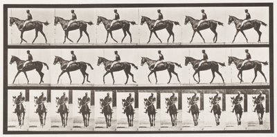 Plaka 580. Yürüyüş; Sele; Safkan Bay Mare Annie G., 1885 by Eadweard Muybridge