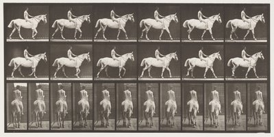 Plaka 581.Yürüyüş, Eyersiz, Binici, 43, Çıplak; Açık Gri Atlı Smith, 1885 by Eadweard Muybridge