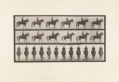 Plaka 584. Yürüyüş; Sele; Düzensiz; Kahverengi Kısrak Güzeli, 1885 by Eadweard Muybridge