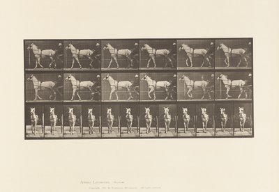Plaka 586. Yürüyüş; somurtkan; Açık Gri Kısrak, Katydid, 1885 by Eadweard Muybridge