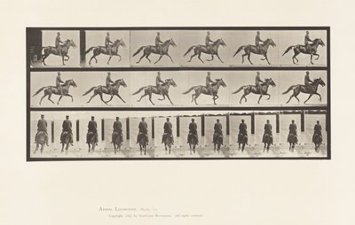Plaka 592. Sallanma (Pacing): Eyer; Kahverengi At Pronto by Eadweard Muybridge