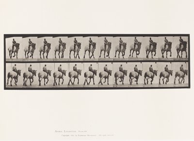 Plaka 599. Paça; Eyersiz; Koyu Gri Dusel by Eadweard Muybridge