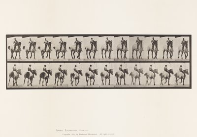 Plaka 600. Paça; Eyersiz; Koyu Gri Dusel by Eadweard Muybridge