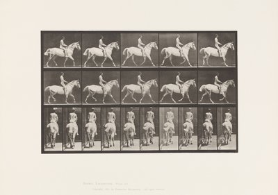 Plaka 603. Paça; Sele; Ride, 43, Geniş, Açık Gri Horse Smith by Eadweard Muybridge