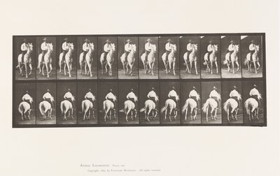 Plaka 604. Paça; Sele; Beyaz At, Elberon by Eadweard Muybridge