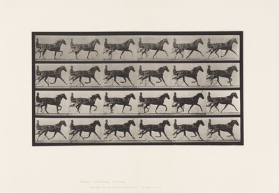 Plaka 608. Paça; somurtkan; Kuzukulağı Kısrak, Flode Holden by Eadweard Muybridge