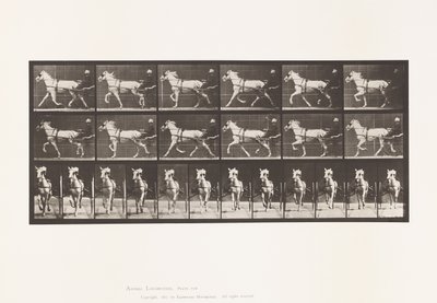 Plaka 610. Paça; somurtkan; Gri Kısrak, Katydid by Eadweard Muybridge