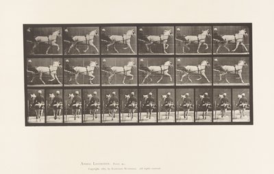 Plaka 611. Paça; somurtkan; Gri Kısrak, Katydid by Eadweard Muybridge