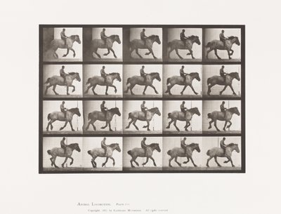 Plaka 615. Canter: Eyersiz; Koyu Gri Belçika Atı Hansel by Eadweard Muybridge