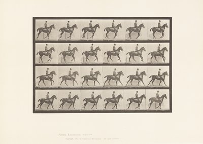Plaka 616. Canter; Sele; Defne Atı Papatya by Eadweard Muybridge