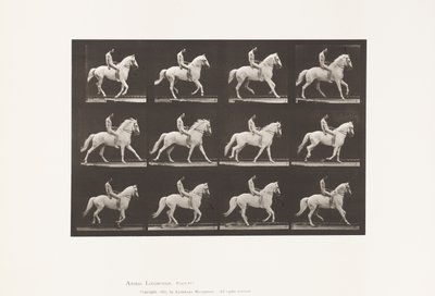 Plaka 617. Canter; Eyersiz; Binici, 106, Çıplak;Beyaz At Clinton, 1885 by Eadweard Muybridge