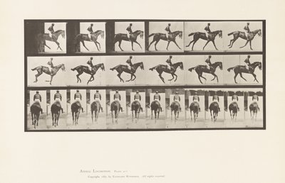 Plaka 620. Canter; Sele; Safkan Bay Mare Annie 6. by Eadweard Muybridge