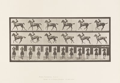 Plaka 621. Canter; Sele; Safkan Bay Mare Annie 6 by Eadweard Muybridge