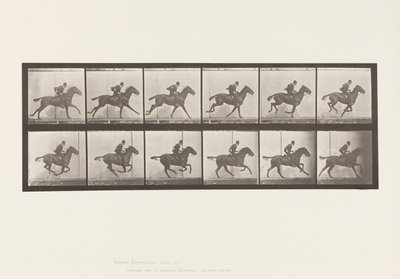 Plaka 624. Dörtnala; Sele; Defne Atı Papatya by Eadweard Muybridge