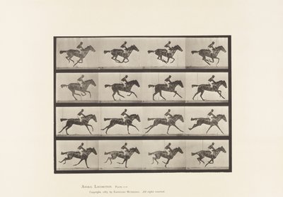 Plaka 626. Dörtnala; Safkan Bay Mare Annie G. by Eadweard Muybridge