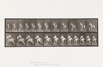 Plaka 630. Dörtnala; Sele; Gri Kısrak Pandora by Eadweard Muybridge