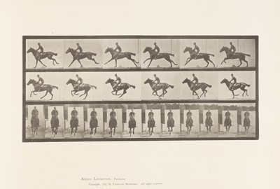 Plaka 631. Dörtnala; Sele; Safkan Bay Atı Buketi by Eadweard Muybridge