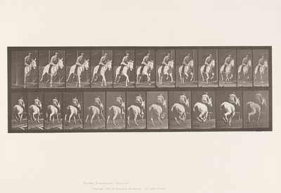 Plaka 635. Dörtnala; Sele; Gri Kısrak, Pandora by Eadweard Muybridge