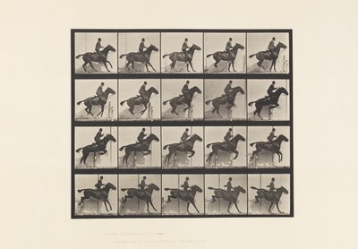 Plaka 638. Engel Atlamak; Sele; Defne Atı Papatya by Eadweard Muybridge