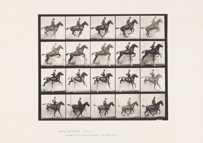 Plaka 640. Engel Atlamak; Sele; Defne Atı Papatya by Eadweard Muybridge
