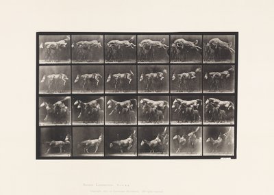Plaka 648. Üç At Üzerinden Atlamak; A,B; kestane at eşekarısı by Eadweard Muybridge