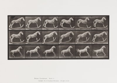 Plaka 649.A, Hornet, Sallanan; B, Kartal, Yuvarlanan Namlu vb. by Eadweard Muybridge