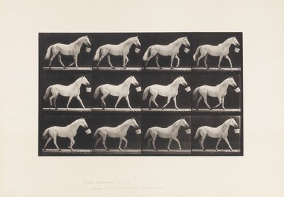 Plaka 650. Ağızda Kova İle Yürümek; Açık Gri At by Eadweard Muybridge