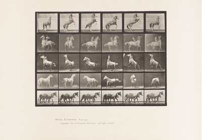 Plaka 652. A, B, C, D, E, At Yetiştiriciliği vb. by Eadweard Muybridge