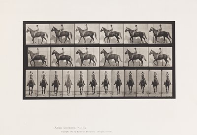 Plaka 654. Yürüyüş; Sele; Topal, Sağ Ön Ayak; At Derisi by Eadweard Muybridge
