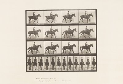 Plaka 655. Yürüyüş; Sele; Spavin, Sağ Arka Bacak; At by Eadweard Muybridge