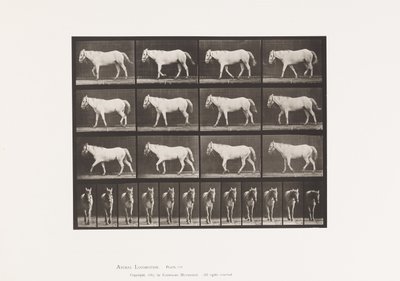 Plaka 656. Yürüyüş; Özgür; Kıkırdak Kemikleşmesi by Eadweard Muybridge