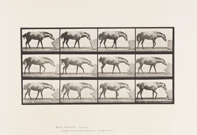 Plaka 657. Bir Kutuyu Yuvarlamak; Midilli, Lotta by Eadweard Muybridge